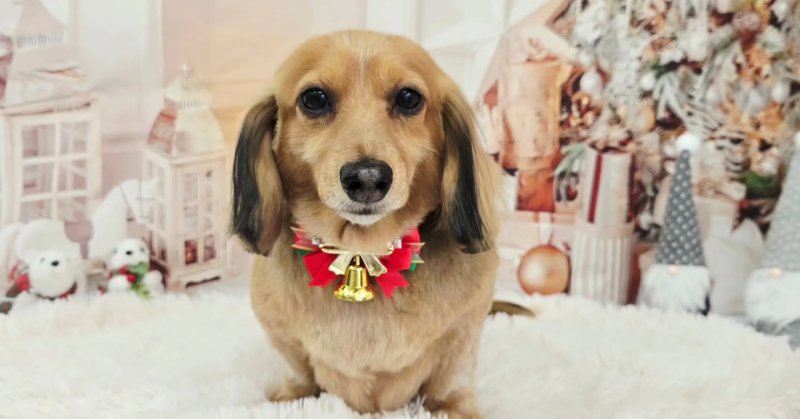 (( 2025.12.17 ))本日ご来店のモデルちゃん🐶⁡⁡マイクロバブル、Acocoセットを使用してしっとりさらさらに仕上がりました！い.....（2025.12.17） | 福島市のトリミングサロン 犬の美容室Poo（プー）│トリミング・ペットホテル・南福島・ペット