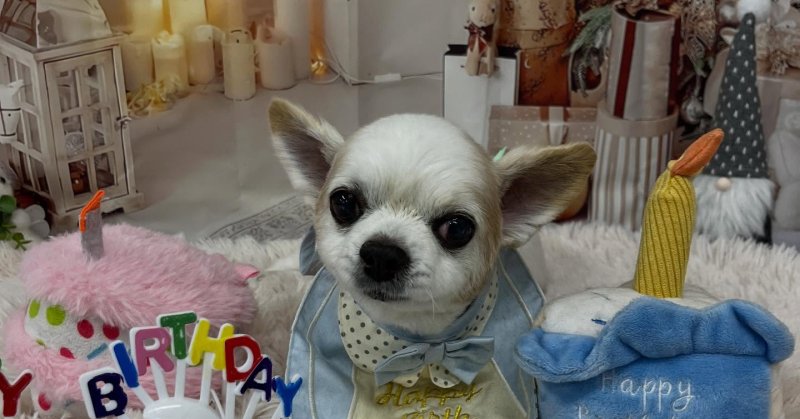 (( 2025.12.17 )).本日ご来店のモデルくん🐶🐾⁡⁡⁡今月15歳のお誕生日だそうです！⁡⁡🎉🎂Happy Birthday ?...（2025.12.17）