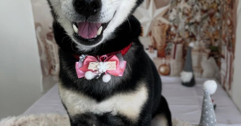 ( 2025.12.20 ))本日ご来店のモデルちゃん🐶いつもご来店頂き有難うございます🤲🏻Acocoシャンプーを使用してしっとりふわ…(2025.12.21) | 福島市のトリミングサロン 犬の美容室Poo(プー)│トリミング・ペットホテル・南福島・ペット ( 2025.12.20 ))本日ご来店のモデルちゃん🐶いつもご来店頂き有難うございます🤲🏻Acocoシャンプーを使用してしっとりふわ...(2025.12.21) | 福島市のトリミングサロン 犬の美容室Poo(プー)│トリミング・ペットホテル・南福島・ペット