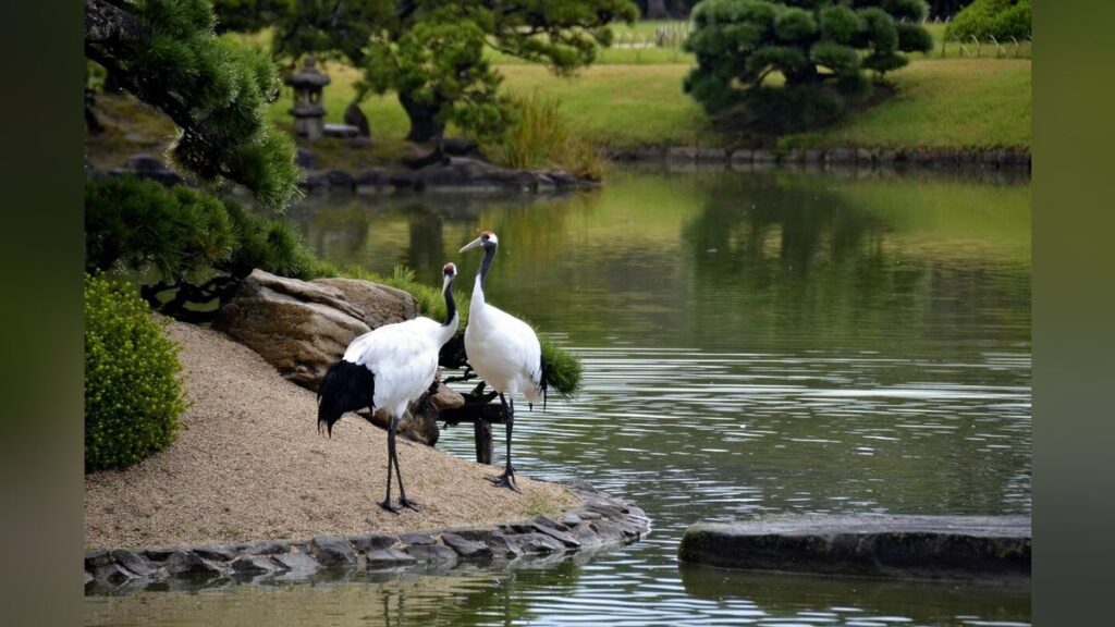 岡山県 後楽園、タンチョウの園内散策中止に 池田動物園 鳥とふれあうイベント取りやめ…鳥インフル 確認受け : 読売新聞