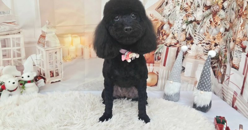 (( 2025.12.25 ))本日初めてご来店のモデルちゃん🐶🎅🎄𝑀𝑒𝑟𝑟𝑦 𝐶ℎ𝑟𝑖𝑠𝑡𝑚𝑎𝑠🎄🎁初…(2025.12.25) | 福島市のトリミングサロン 犬の美容室Poo(プー)│トリミング・ペットホテル・南福島・ペット (( 2025.12.25 ))本日初めてご来店のモデルちゃん🐶🎅🎄𝑀𝑒𝑟𝑟𝑦 𝐶ℎ𝑟𝑖𝑠𝑡𝑚𝑎𝑠🎄🎁初...(2025.12.25) | 福島市のトリミングサロン 犬の美容室Poo(プー)│トリミング・ペットホテル・南福島・ペット