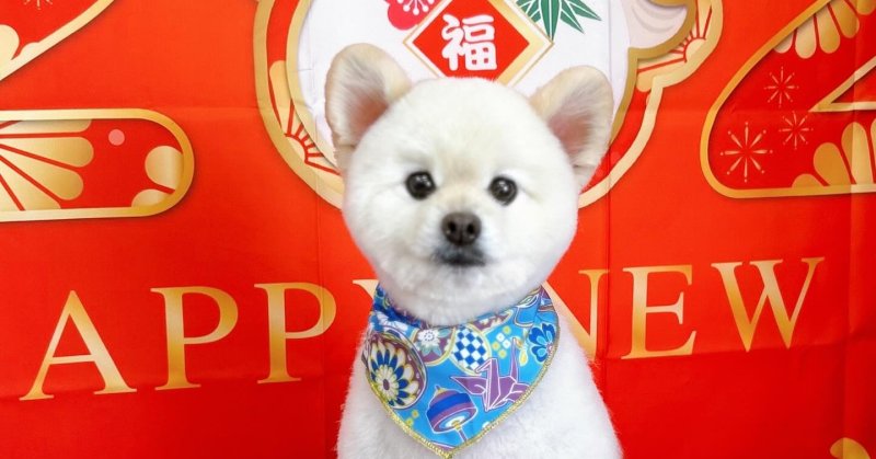 (( 2025.12.26 )).本日ご来店のモデルくん🐶🐾Acocoシャンプーとミルク温浴をしてふわふわになりました！いつもご来店頂き有....（2025.12.26） | 福島市のトリミングサロン 犬の美容室Poo（プー）│トリミング・ペットホテル・南福島・ペット