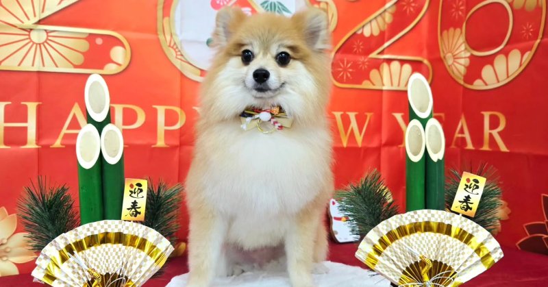 (( 2025.12.27 )).本日ご来店のモデルくん🐶🐾Acocoシャンプーを使用してしっとりさらさらになりました!いつもご来店頂き有….(2025.12.27) | 福島市のトリミングサロン 犬の美容室Poo(プー)│トリミング・ペットホテル・南福島・ペット (( 2025.12.27 )).本日ご来店のモデルくん🐶🐾Acocoシャンプーを使用してしっとりさらさらになりました!いつもご来店頂き有....(2025.12.27) | 福島市のトリミングサロン 犬の美容室Poo(プー)│トリミング・ペットホテル・南福島・ペット