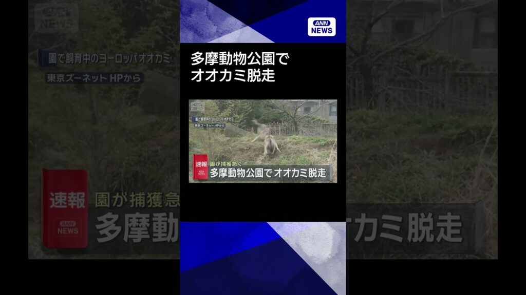 【ニュース】【速報】多摩動物公園でオオカミ脱走 園が捕獲急ぐ　東京・日野市 #shorts