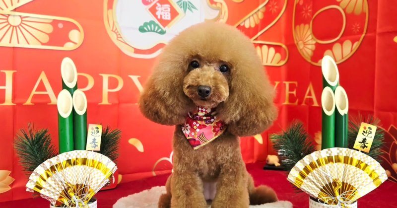 (( 2025.12.28 )).本日ご来店のモデルちゃん🐶🐾Acocoシャンプーを使用してしっとりふわふわになりました!いつもご来店頂き….(2025.12.28) | 福島市のトリミングサロン 犬の美容室Poo(プー)│トリミング・ペットホテル・南福島・ペット (( 2025.12.28 )).本日ご来店のモデルちゃん🐶🐾Acocoシャンプーを使用してしっとりふわふわになりました!いつもご来店頂き....(2025.12.28) | 福島市のトリミングサロン 犬の美容室Poo(プー)│トリミング・ペットホテル・南福島・ペット