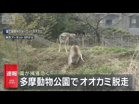 【速報】多摩動物公園でオオカミ脱走 園が捕獲急ぐ　東京・日野市(2025年12月28日)