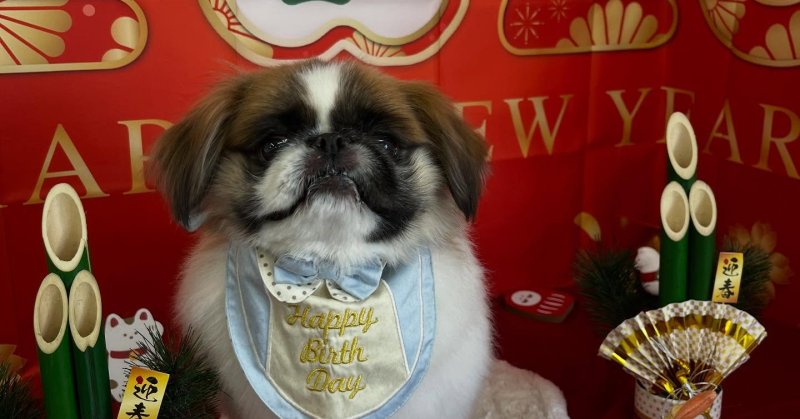 (( 2025.12.30 )).本日ご来店のモデルくん🐶🐾いつもご来店頂き有難うございます🤲🏻今月お誕生日だそうです!💙🎂𝐇…(2025.12.30) | 福島市のトリミングサロン 犬の美容室Poo(プー)│トリミング・ペットホテル・南福島・ペット (( 2025.12.30 )).本日ご来店のモデルくん🐶🐾いつもご来店頂き有難うございます🤲🏻今月お誕生日だそうです!💙🎂𝐇...(2025.12.30) | 福島市のトリミングサロン 犬の美容室Poo(プー)│トリミング・ペットホテル・南福島・ペット