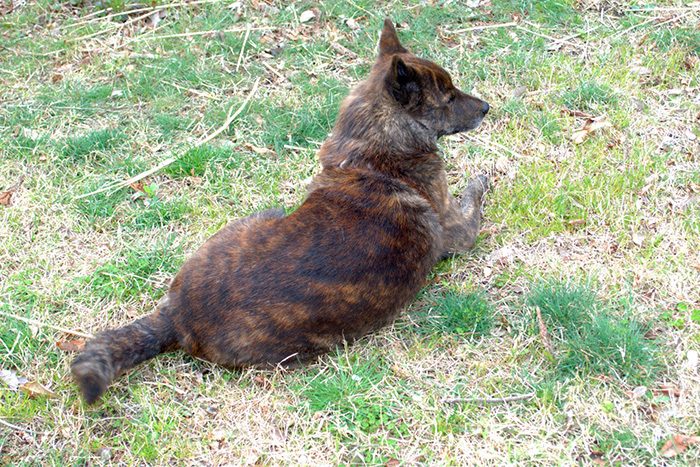 甲斐犬2匹逃走、通行人かまれる 沖縄・石垣島 甲斐犬2匹逃走、通行人かまれる 沖縄・石垣島