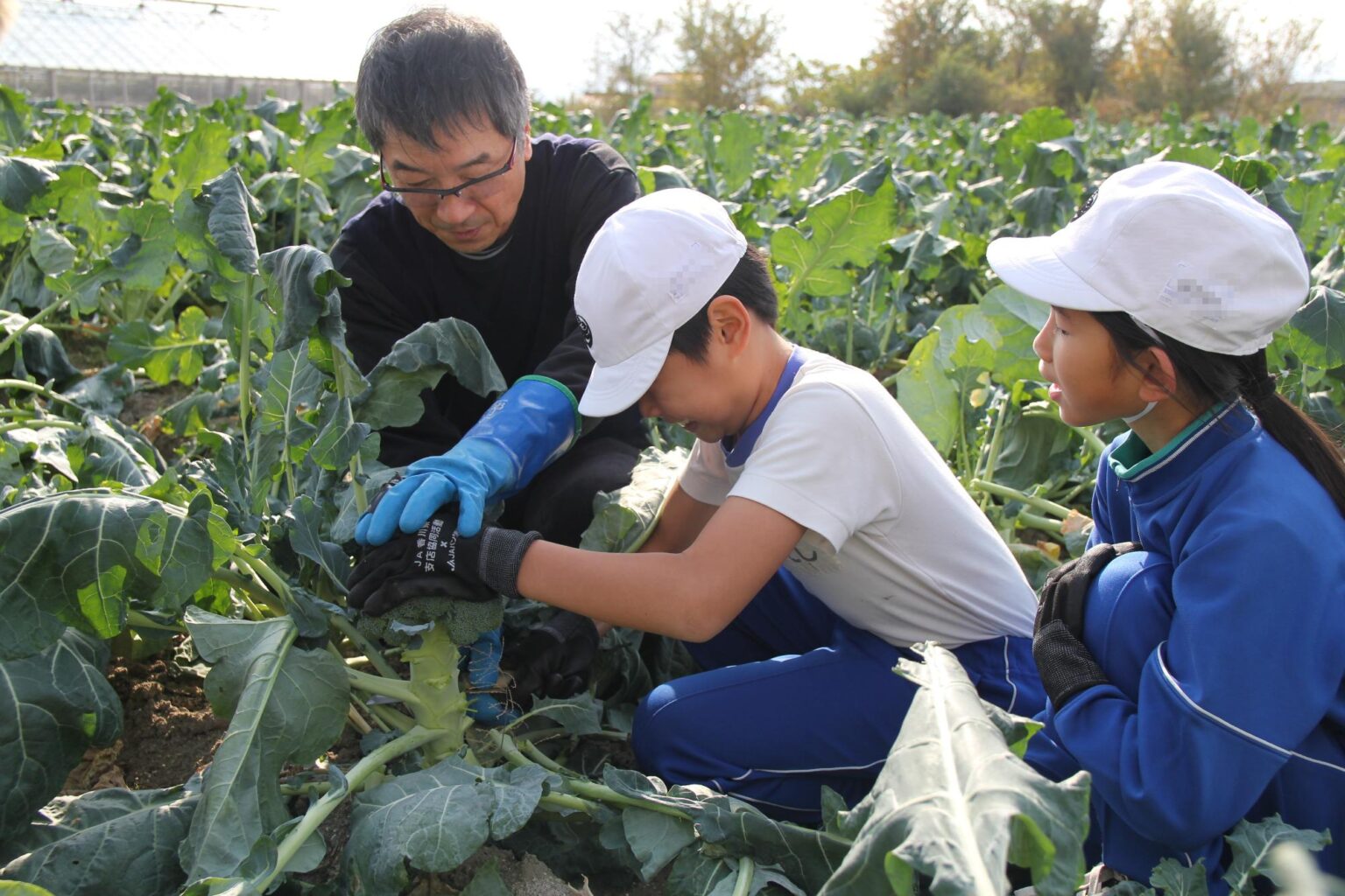 旬のブロッコリーを収穫