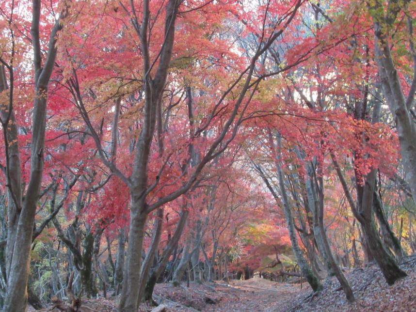11月28日大倉尾根中腹