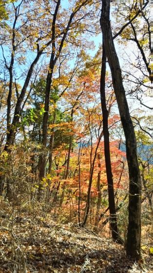 11月30日陣馬山一ノ尾尾根中腹