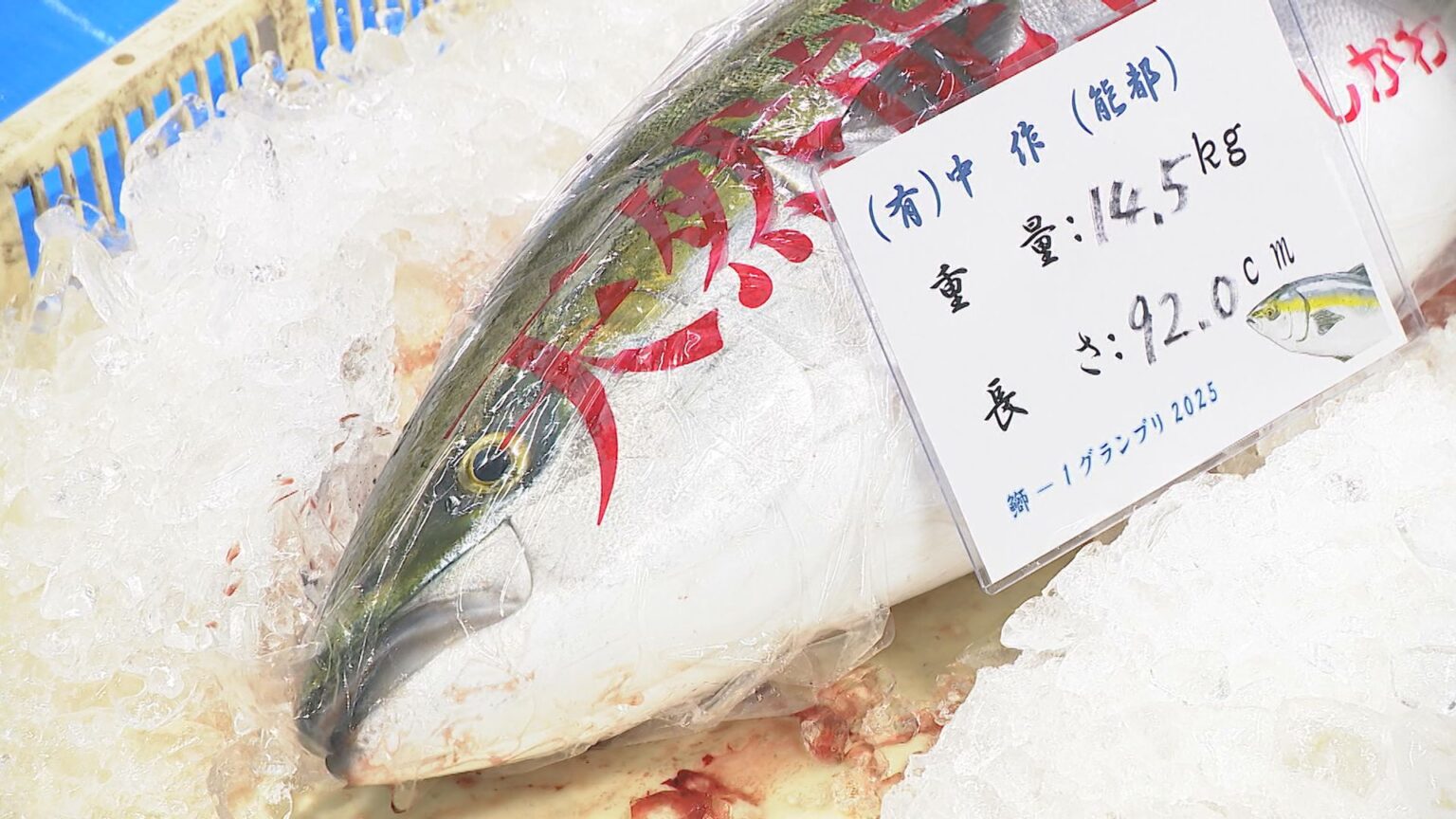 「復興の能登寒ブリ、日本一や!」歴代最高額に並ぶ400万円の“煌” 石川県のスーパーが落札 3日に5貫1000円で販売へ（MRO北陸放送） - Yahoo!ニュース