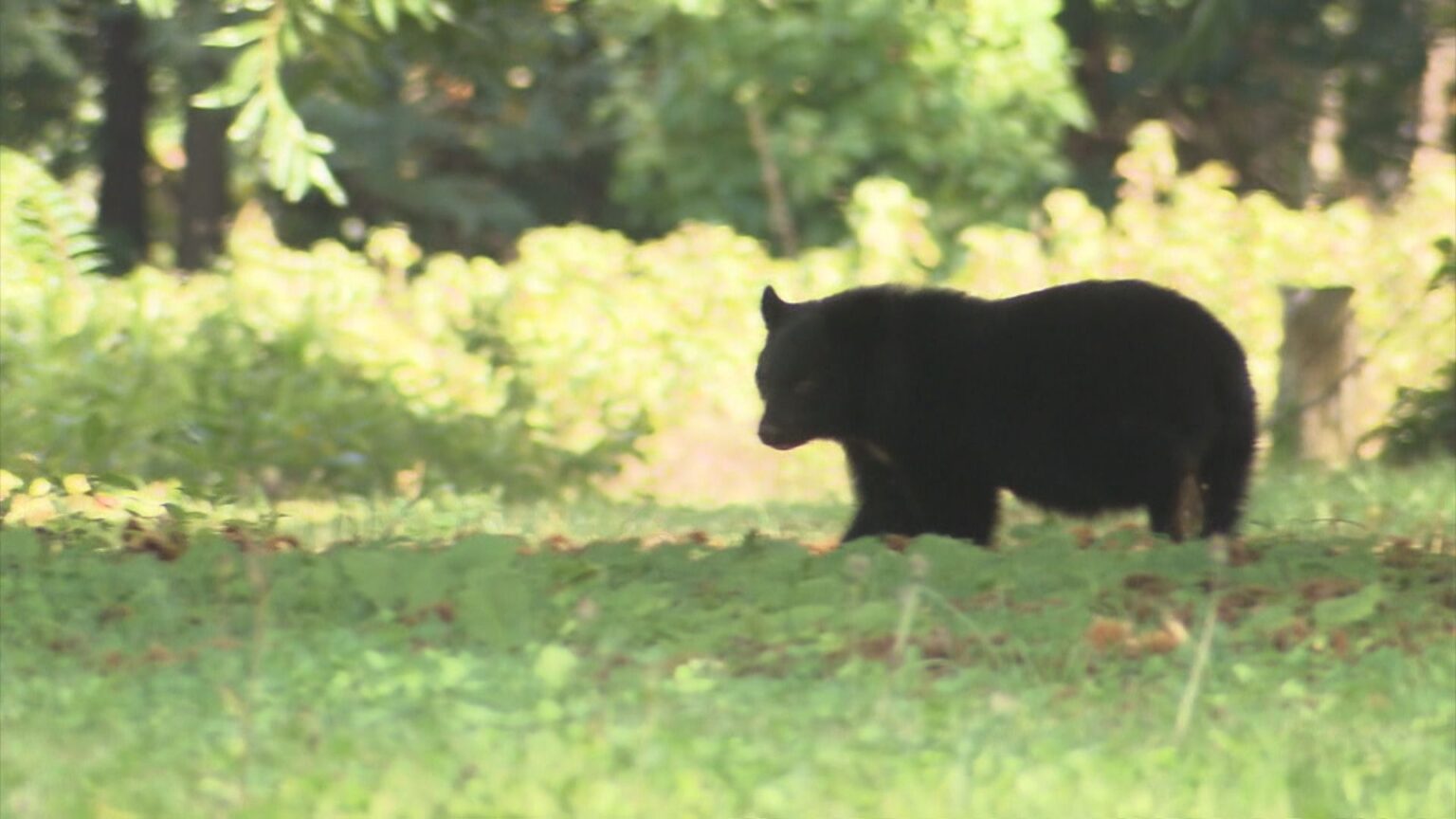 クマ目撃情報1000件超の岐阜県 ほぼ全てが冬眠に入ったか 冬眠明けどうなる?専門家「適正なクマの数に…ハンター育成も」（CBCテレビ） - Yahoo!ニュース