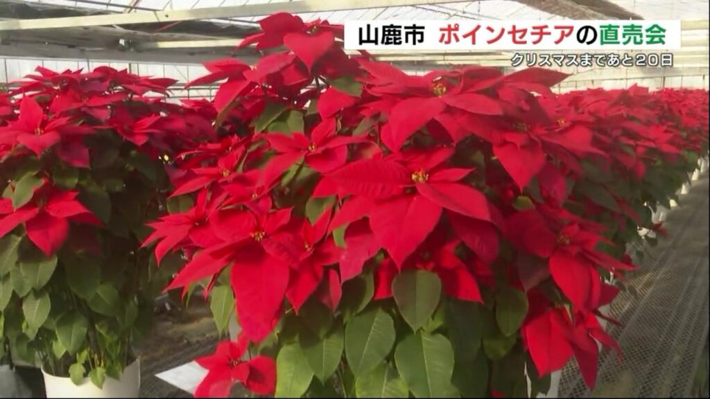 赤と緑の「クリスマスフラワー」ポインセチアの直売会 観賞用やプレゼントに人気　熊本県山鹿市（RKK熊本放送） - Yahoo!ニュース