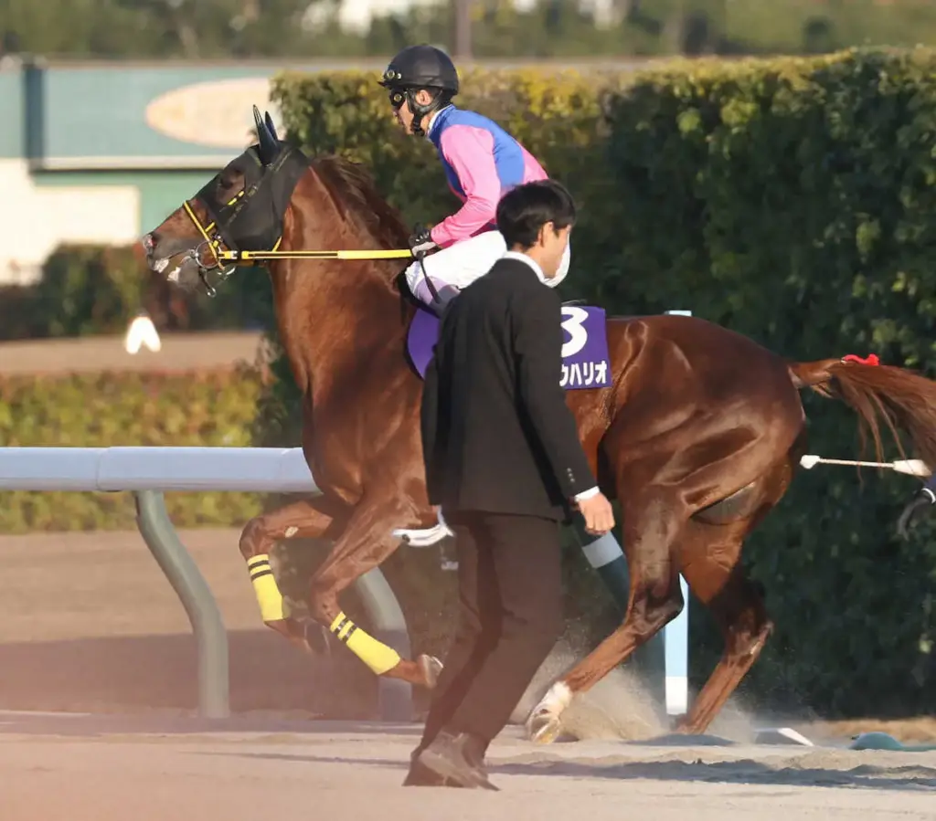 【チャンピオンズC】メイショウハリオ種牡馬入り前に東京大賞典参戦プラン浮上「使ってみたくなる」岡田師 - スポニチ競馬Web