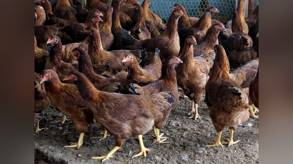 比内地鶏３００羽死ぬ、周囲にクマの足跡…驚いて大半が圧死か - 読売新聞オンライン