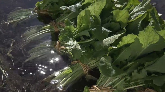 「富士山に感謝ですね」水かけ菜の収穫始まる 富士北麓の冬の風物詩 山梨・都留市（YBS山梨放送） - Yahoo!ニュース