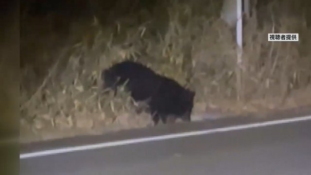 「ヤバい、クマじゃない？食ってる食ってる」 中学・高校近くにクマ出没 シカの死骸を食べる姿 山梨・北杜市（YBS山梨放送） - Yahoo!ニュース
