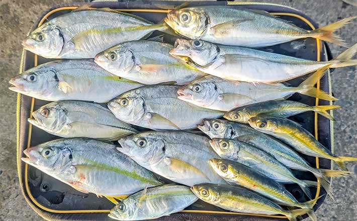 相浜漁港でまさかのシマアジ連発!【千葉県】陸っぱりサビキに高級魚ヒット | TSURINEWS 相浜漁港でまさかのシマアジ連発!【千葉県】陸っぱりサビキに高級魚ヒット