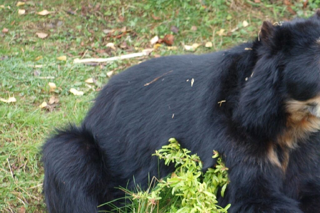 皮膚は切り裂かれ… カナダの猟師がクマに襲われ死亡 - NewSphere