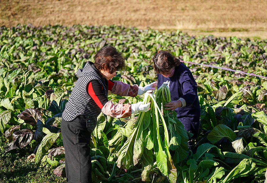 源助かぶ菜 収穫体験を受け付け 豊丘村内のほ場で1キロ300円【長野県】（南信州新聞） - Yahoo!ニュース