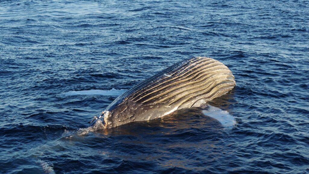 「クジラの死体が漂流している」 体長は約10メートル 腐敗進んでいるため船舶の“衝突防止装置”つけられず… 三重の尾鷲湾から約9.6キロ沖合（CBCテレビ） - Yahoo!ニュース