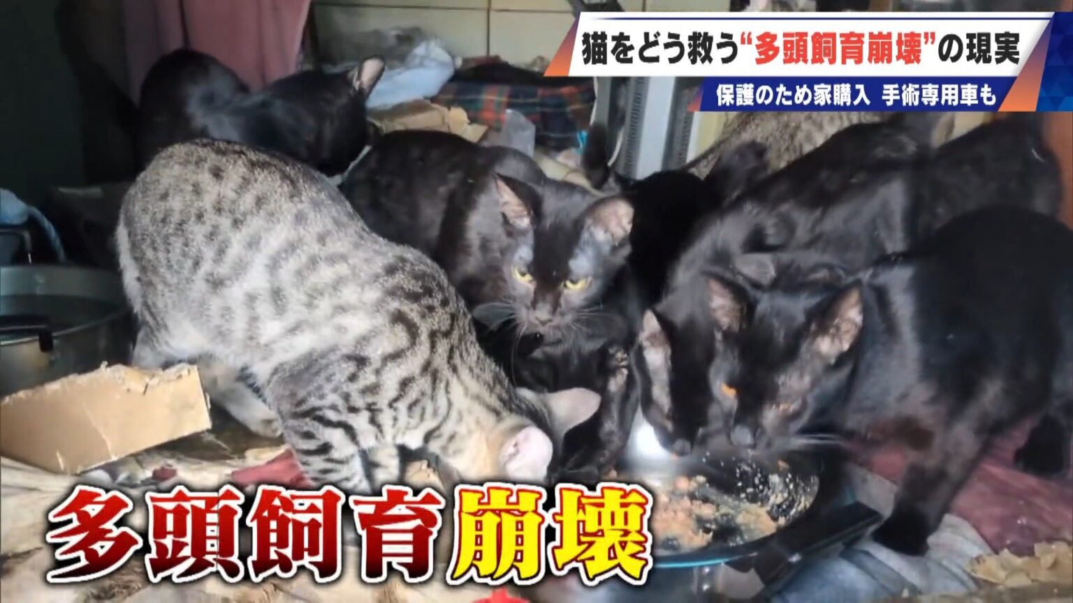 「最悪の現場。今から亡くなっている子を探す」 猫の多頭飼育崩壊… 30匹以上が暮らすごみ屋敷 電気が止まり家主は半年間マンガ喫茶で寝泊まり（CBCテレビ） - Yahoo!ニュース