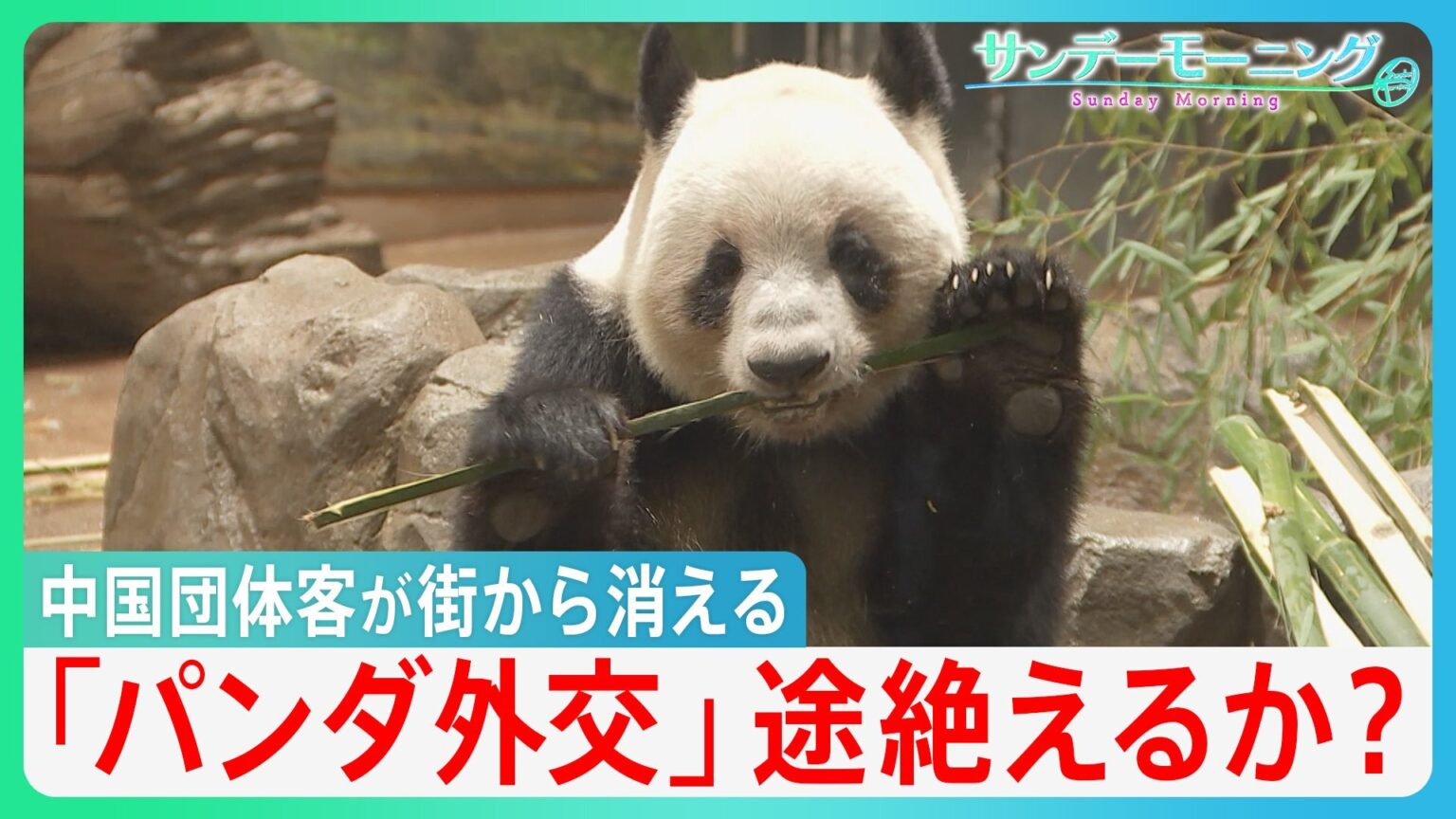 宿泊費2万円から半額以下に…中国人団体客が消えた鎌倉・京都の今　上野のパンダも中国へ「パンダ外交」は途絶えるか?【サンデーモーニング】（TBS NEWS DIG Powered by JNN）