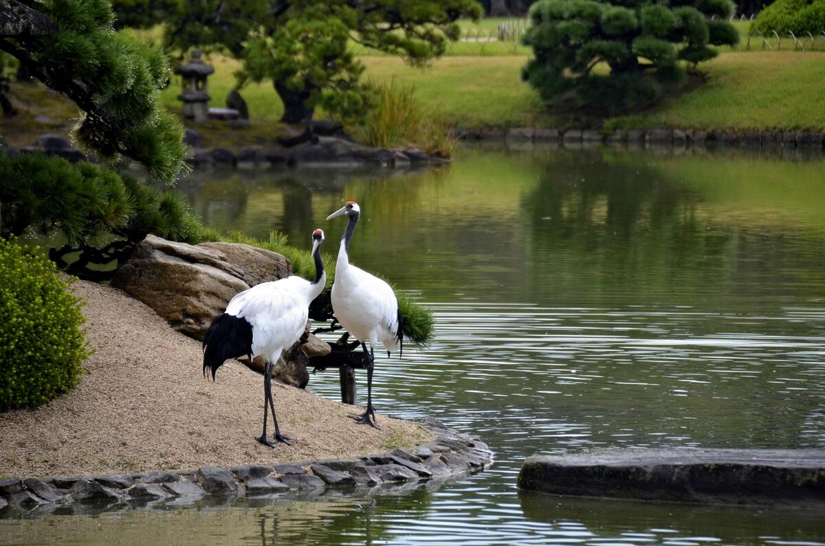 岡山後楽園内で飼育されているタンチョウ＝県後楽園事務所提供