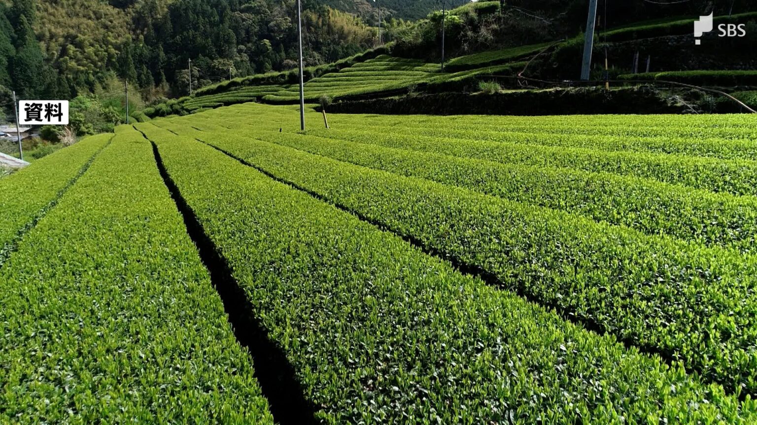 静岡県の茶の産出額2位に転落 鹿児島県に抜かれ⋯2位は2019年以来、2度目=2024年農林水産省統計(静岡放送(SBS)) – Yahoo!ニュース 静岡県の茶の産出額2位に転落 鹿児島県に抜かれ⋯2位は2019年以来、2度目=2024年農林水産省統計(静岡放送(SBS)) - Yahoo!ニュース