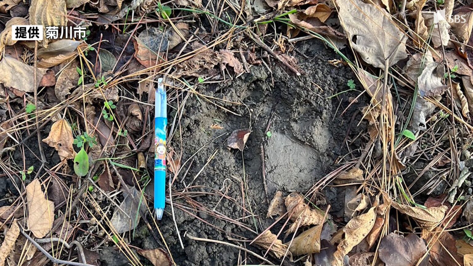 【速報】またクマの目撃情報 足跡も 今回は静岡県菊川市の住宅街 周辺では24日、25日にも足跡見つかる（静岡放送（SBS）） - Yahoo!ニュース