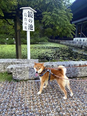 懲りる様子もなく、鏡の池で目を輝かせるおうすけ＝巌さん提供（島根県出雲市で）
