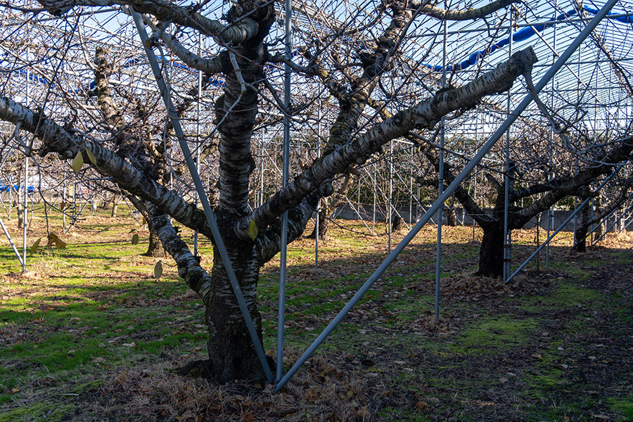りんごの木もすっかり葉を落としました