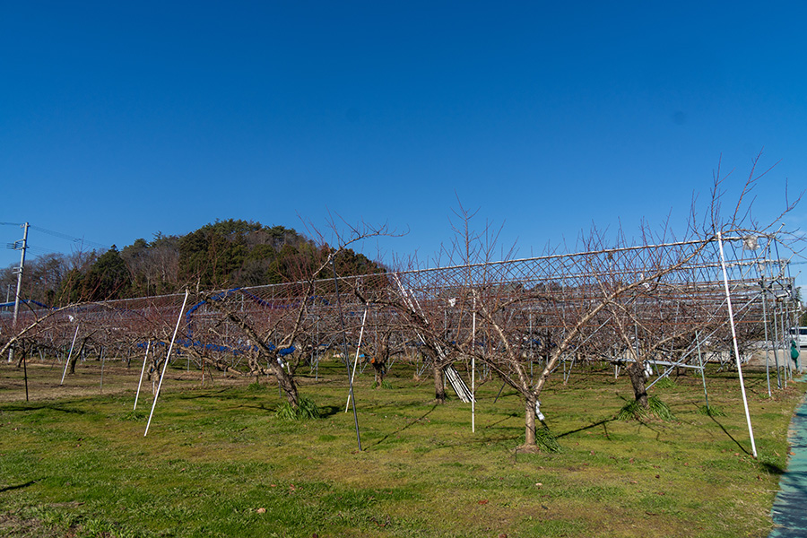 果樹園は春を待つ