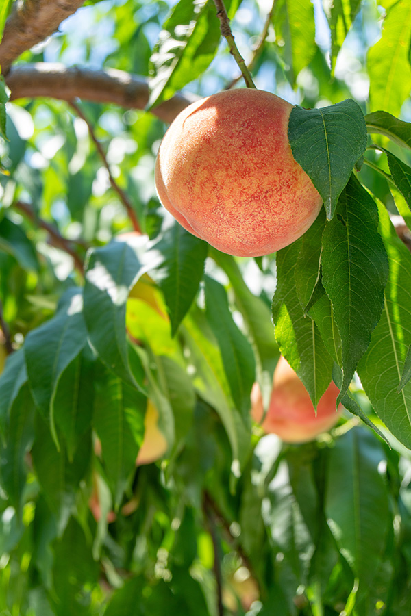 果樹園の桃