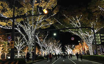 光の並木道3kmに 〜 輝く冬の思い出を | ニュース和歌山