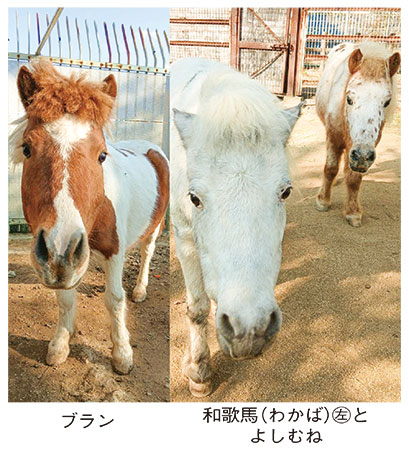 お城の動物園だより54　干支動物との記念撮影 | ニュース和歌山