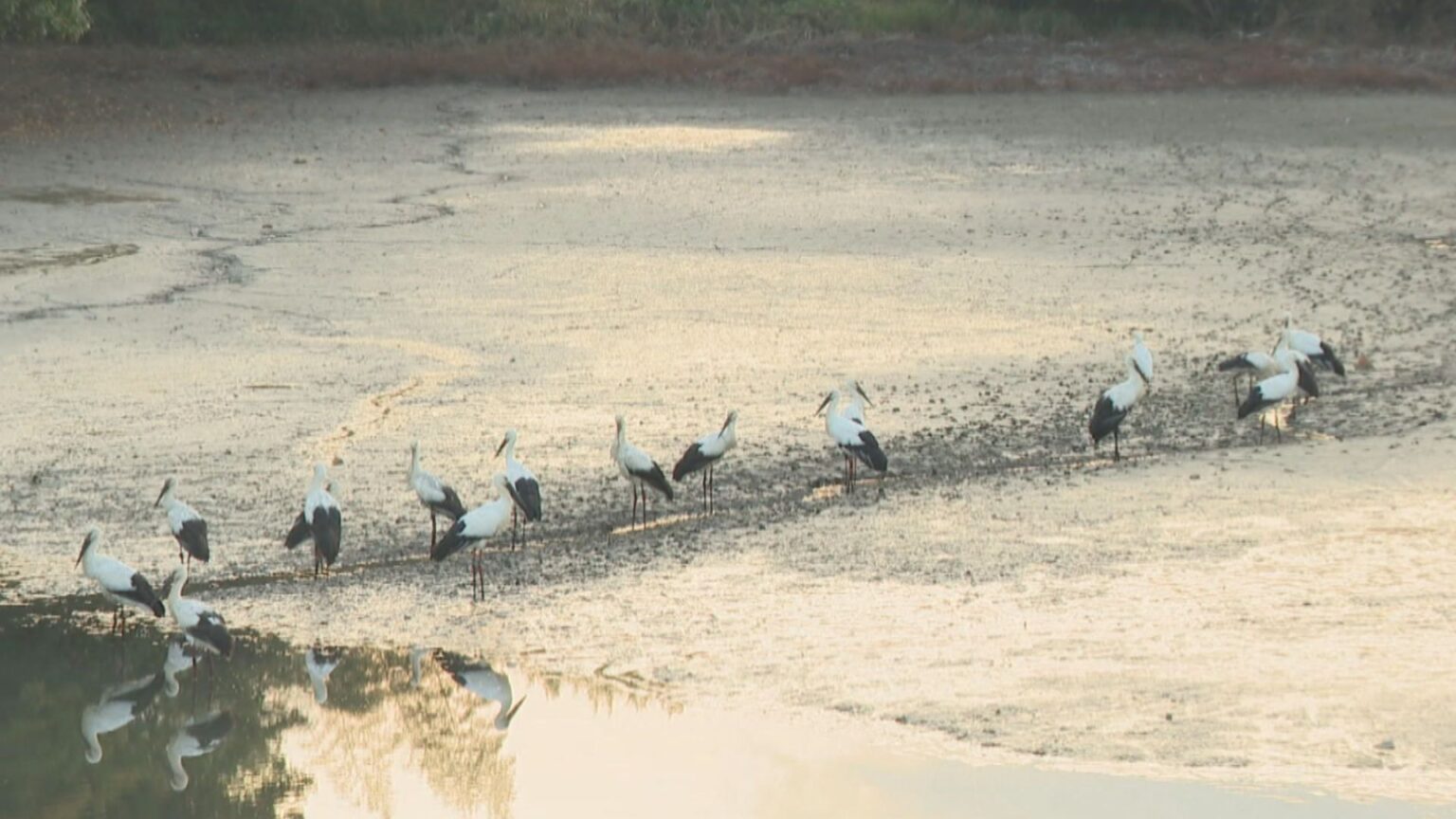 約20羽のコウノトリが飛来　過去に繁殖したペアの家族かは不明　香川・まんのう町 | KSBニュース | KSB瀬戸内海放送
