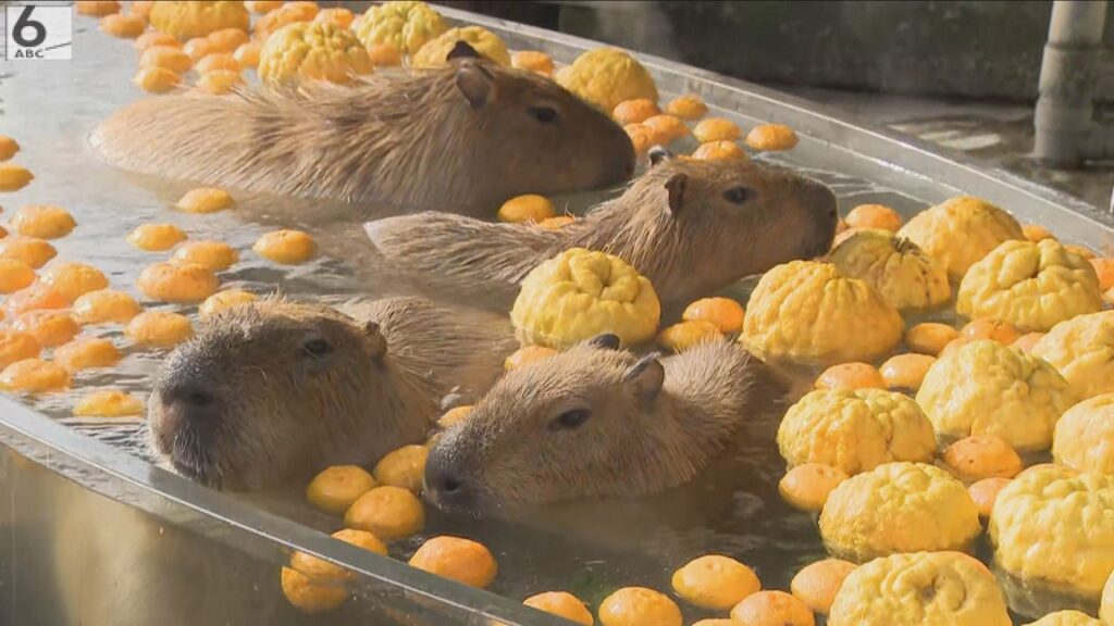 寒さが苦手なカピバラたち、仲良く「ゆず湯」でほっこり　姫路セントラルパーク