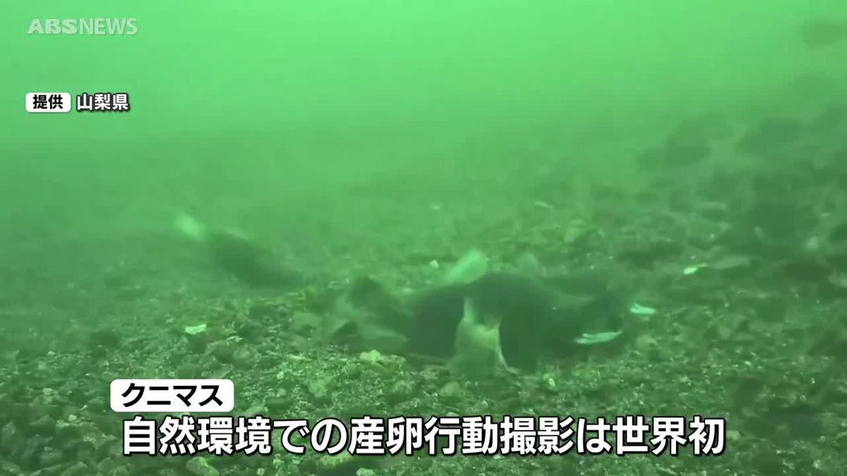 淡水魚・クニマスの産卵行動が山梨の湖で撮影！自然界での産卵の撮影は世界初　かつては田沢湖のみに生息