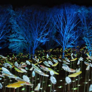 【観光トピック】茨城県 イルミネーション 第2部がスタート いばらきフラワーパーク - 観光経済新聞