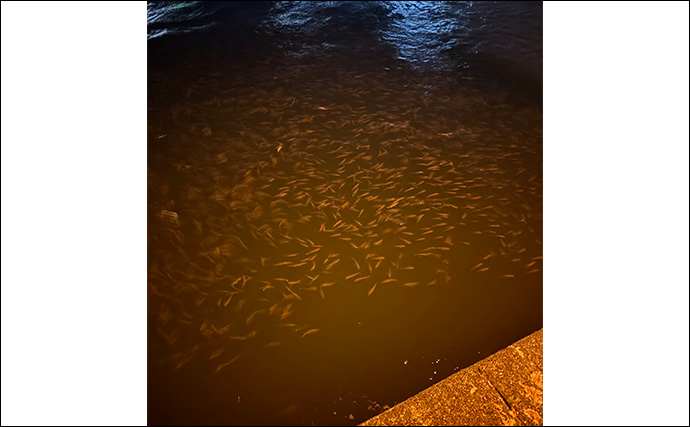 大阪南港フェリーターミナルでのアジングで12cm級「豆アジ」が入れ食い！