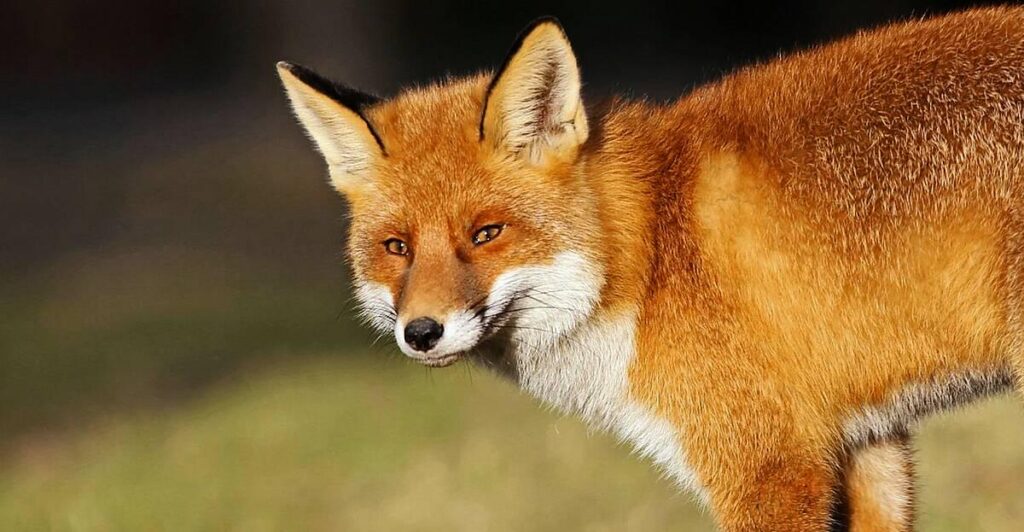 なぜ政府はキツネ狩りの禁止に反対するのでしょうか?