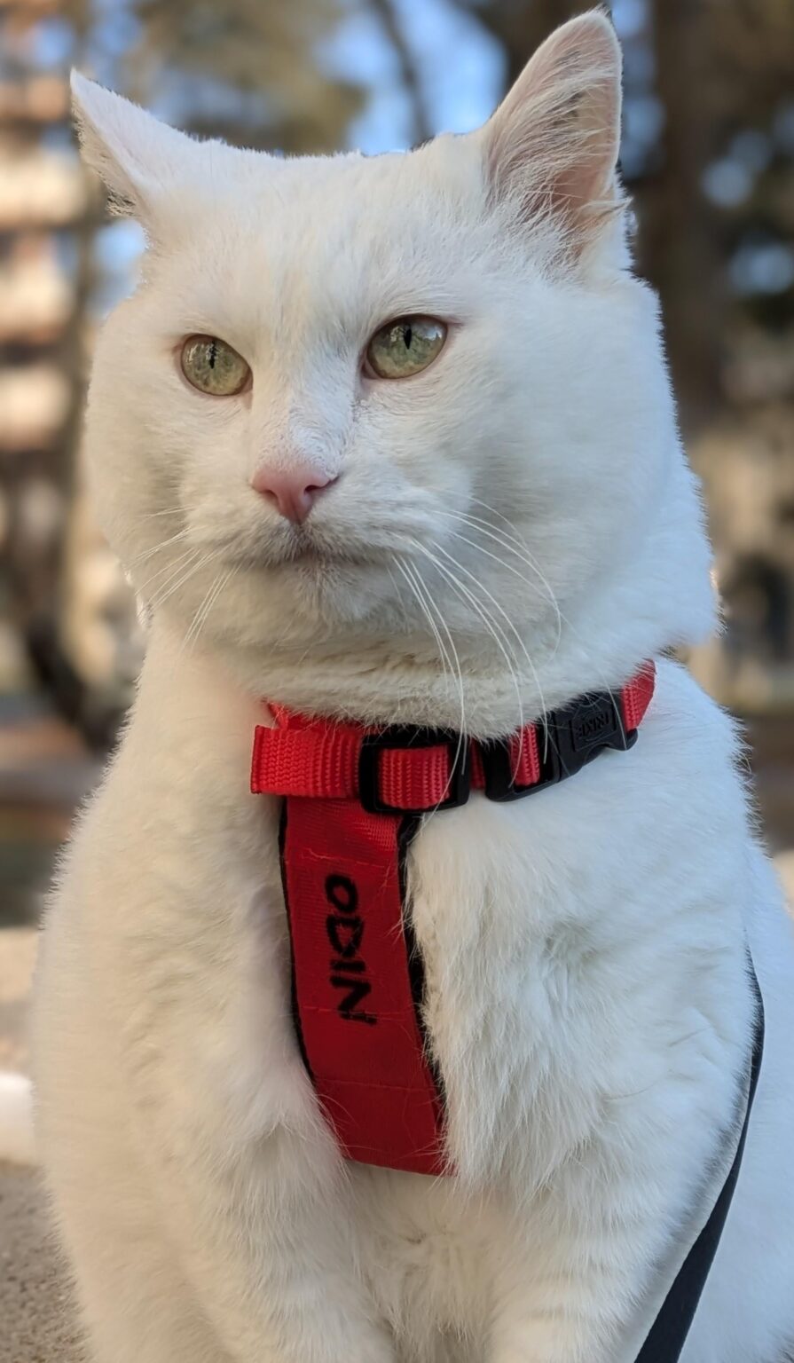 今日は猫ボットじゃないの！？