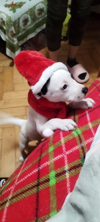 ベラ（犬；パルドゥビツェとその周辺）をあげています。