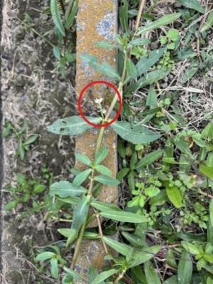 ナガエツルノゲイトウの画像2