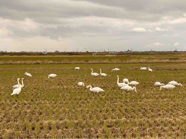 11月 にいがた速報 人気記事