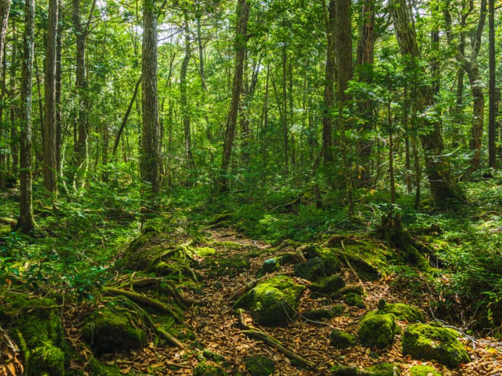 長期休みに行きたい「山梨県の穴場秘境」ランキング!3位「青木ヶ原樹海」を抑えた同率1位は?【2025年調査】 – All About ニュース 長期休みに行きたい「山梨県の穴場秘境」ランキング!3位「青木ヶ原樹海」を抑えた同率1位は?【2025年調査】 - All About ニュース