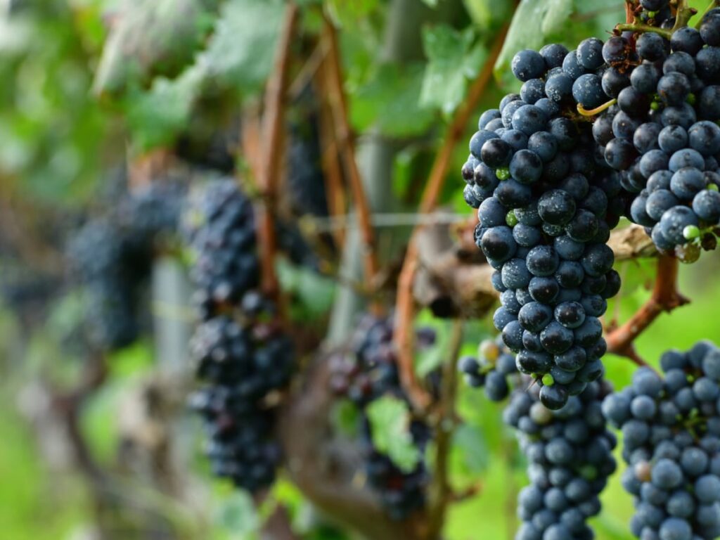 旅先で食べたい「山梨県のご当地グルメ」ランキング！ 2位「ぶどう」、1位は？ 【2025年調査】 - All About ニュース