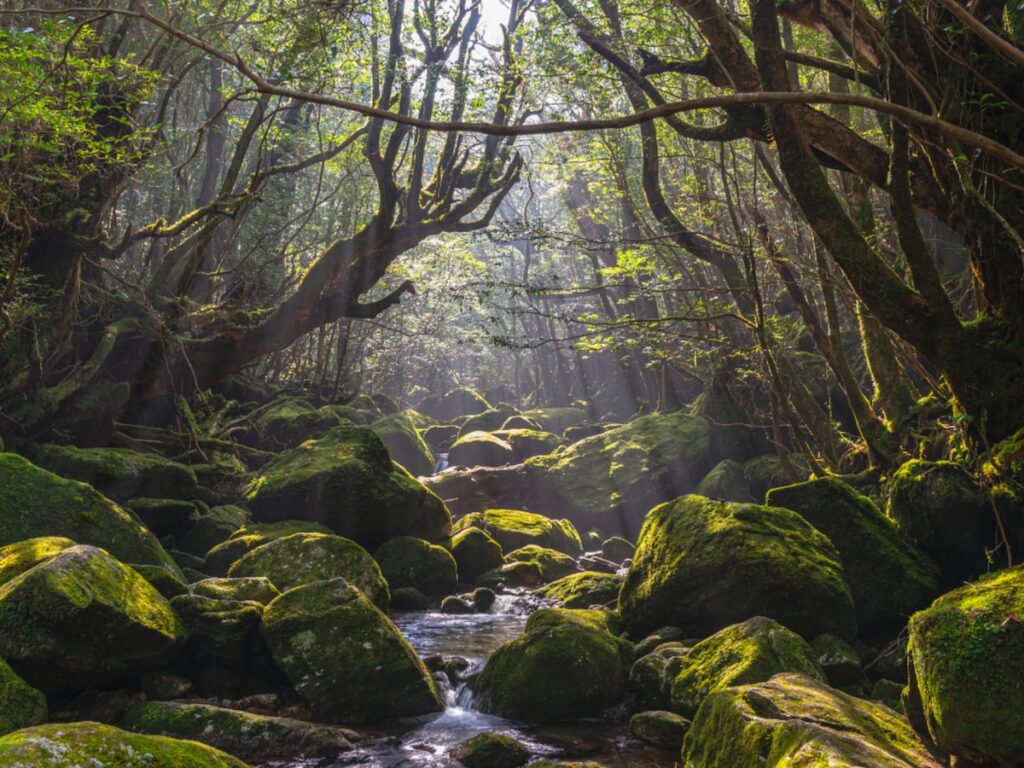 長期休みに行きたい「鹿児島県の穴場秘境」ランキング! 2位「白谷雲水峡(屋久島)」、1位は? 【2025年調査】 – All About ニュース 長期休みに行きたい「鹿児島県の穴場秘境」ランキング! 2位「白谷雲水峡(屋久島)」、1位は? 【2025年調査】 - All About ニュース